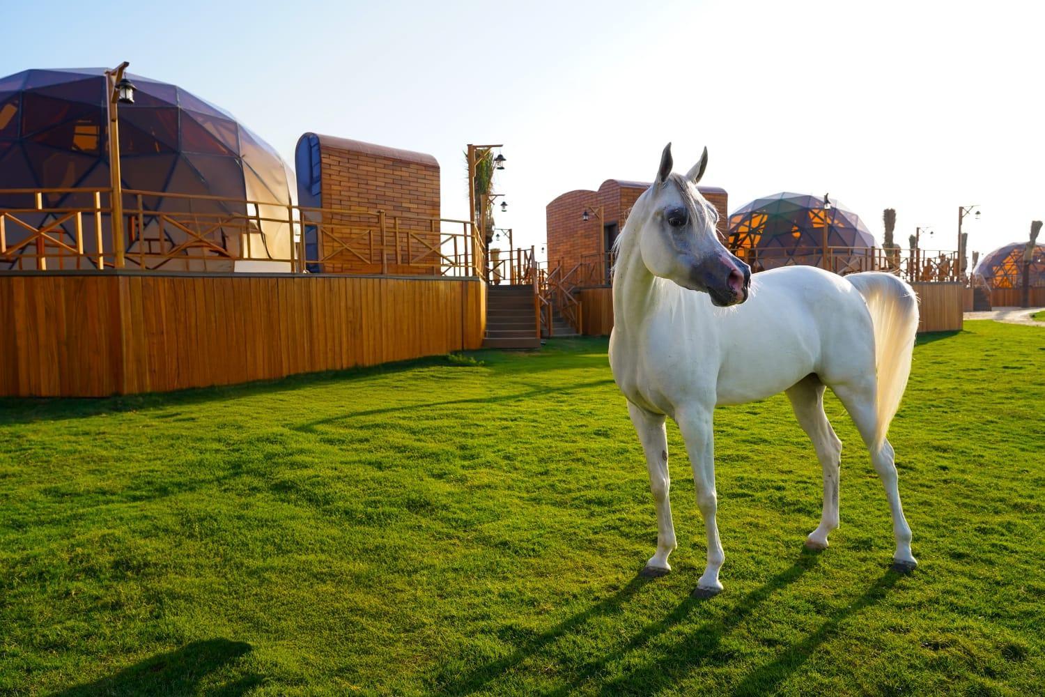 Al Marmoom Oasis Luxury Experiential Desert خيمة فخمة 5*